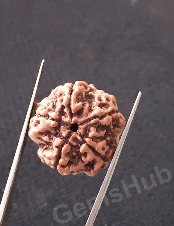 5 Mukhi Natural Certified Rudraksha Size- 20.1 mm Premium